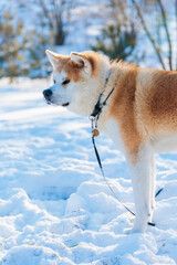 Akita Inu dog portrait in the winter park. Snowy winter background. Sunny day.