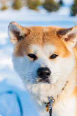 Akita Inu dog portrait in the winter park. Snowy winter background. Sunny day.