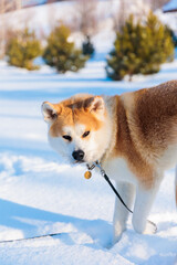 Akita Inu dog portrait in the winter park. Snowy winter background. Sunny day.