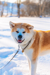 Akita Inu dog portrait in the winter park. Snowy winter background. Sunny day.