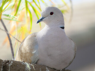 close up of a dove