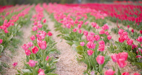 Fototapeta premium Pink Tulips Blooming on Field at Flower Production Farm Netherlands