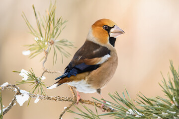 Grosbeak, hawfinch in the pine forest, Coccothraustes