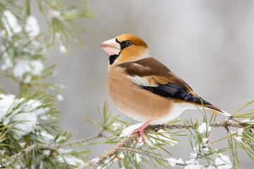 Grosbeak, hawfinch in the pine forest, Coccothraustes