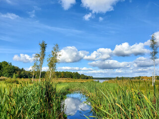 grass and sky