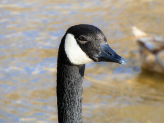 goose in the water