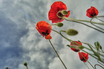 Obraz premium red poppies in a blue sky