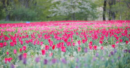 Blooming Tulips on Agriculture Field