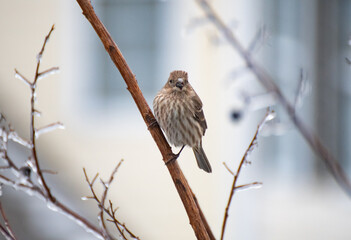 sparrow on branch