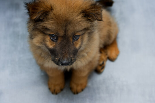 obese chow-chow puppy sits on a gray-blue background, red chow-chow puppy with purple tongue and black ears, cute doggie