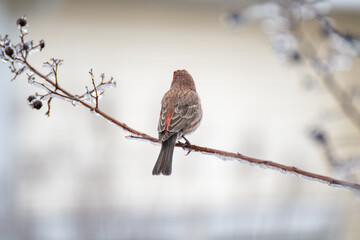 robin in snow