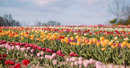 Blooming Tulips on Agriculture Field