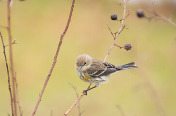 female house sparrow