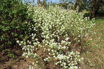 Many white blooming flowers on the branches of bird cherry appeared in early spring