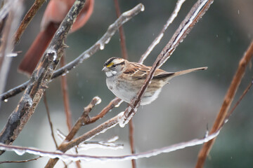 Sparrow  on a branch