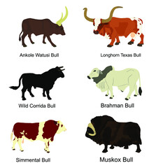 Bull collection vector illustration isolated on white background. Muskox, Musk ox beef. Powerful animal symbol. Long horn cattle Texas bull. Ankole watusi. Bos taurus. Brahman cow Zebu ox. Simmental. - obrazy, fototapety, plakaty