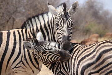 Fototapeta na wymiar Zebra love