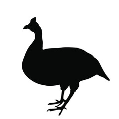 Helmeted Guinea fowl bird vector silhouette illustration isolated on white background. Helmeted Guineafowl shape symbol. Numida Meleagris turkey silhouette. Bird, snake hunter poultry.