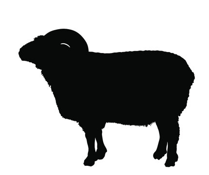 recommend clip art: Bighorn ram vector silhouette illustration isolated on white background. Lamb meat. Butcher shop template for craft food packaging or restaurant design. Domestic animal symbol.