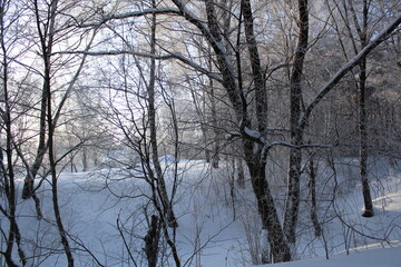Fototapeta na wymiar winter landscape in the forest frosty sunny weather