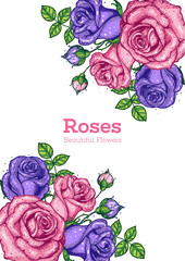 Floral design template. Roses hand drawn vector illustration. Vintage design. Roses frame illustration. Flower vintage design. Floral frame illustration.