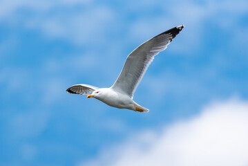 seagull, summer vacation