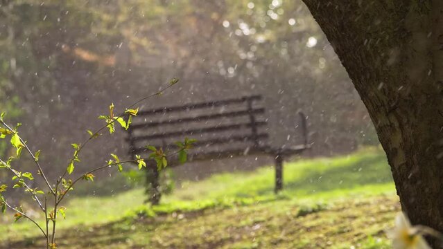 Hail and sleet storm in a park