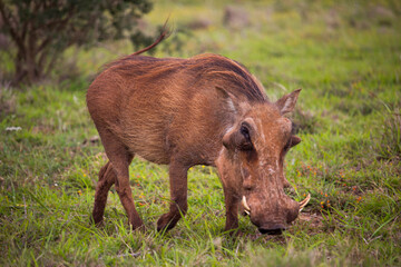 Warthog Addo Elephant Nationalpark