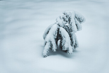 snow covered tree