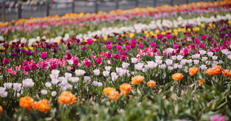 Blooming Tulips on Flowers Plantation Farm