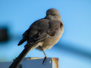 close up of a mockingbird