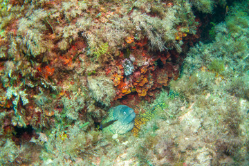 Naklejka na ściany i meble Mediterranean Moray Eel - (Muraena helena) - Diving in the mediterranean sea in the marine national park close to Portofino 