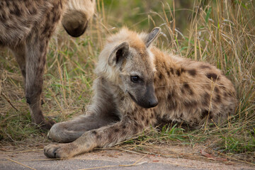 Small hyena