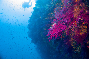 Paramuricea clavata red gorgonia of the mediterranean sea- Diving in the marine national park close to Portofino 