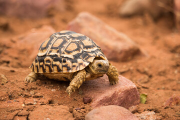 Leopard tortoise