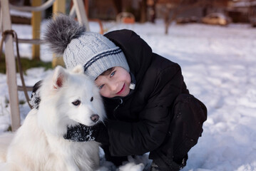 White dog with black eyes and nose - Japanese Spitz walks with his owner a little boy in the winter in the yard near the school. Little boy hugs his pet dog