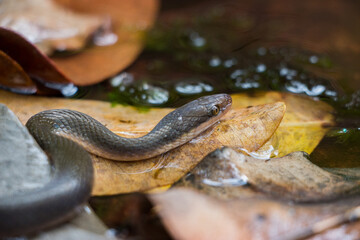 Water snake