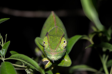 Flap-necked Chameleon in South africa