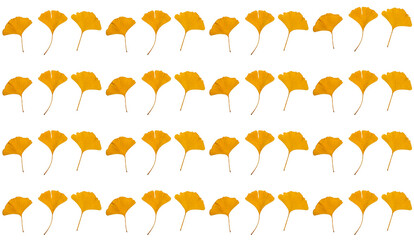 Collage of ginkgo biloba yellow leaves isolated on white background. Maidenhair tree. Abstract. Texture.