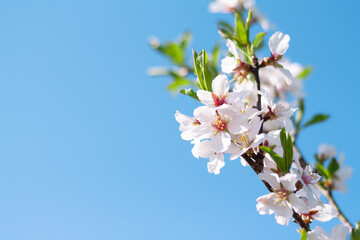 Obraz premium beautiful blossom almond tree branch against the blue sky with copy space