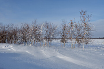 Fototapeta na wymiar Trees in the snow in a field by the road