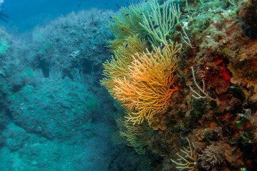 Fototapeta na wymiar Paramuricea clavata red gorgonia of the mediterranean sea- Diving in the marine national park close to Portofino 