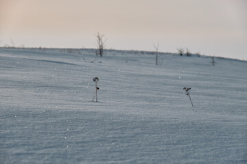 small blades of grass in a snowy field against a beautiful sunset