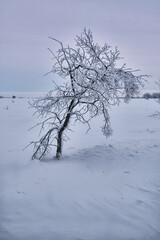 a small tree in frost on a pink sky background