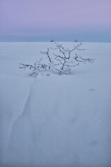 a small thorny bush in the snow against a pink sky background