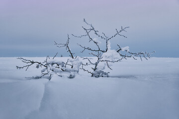 a small thorny bush in the snow against a pink sky background