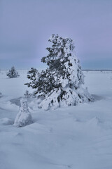 a snow-covered Christmas tree in a windy field, against a purple sky