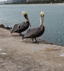 pelican on the beach