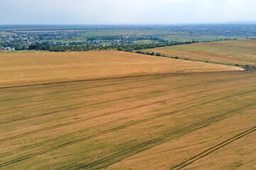 Obraz premium Aerial landscape view of yellow cultivated agricultural field with ripe wheat on bright summer day