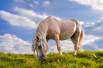 Beautiful white horse grazes on a meadow of green grass